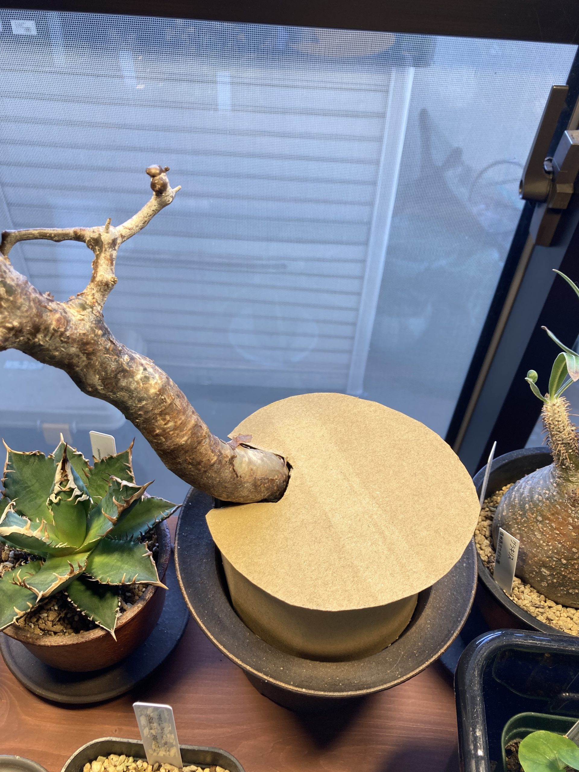 コミフォラ・モンストローサ発根管理 | Mi pequeño jardín コミフォラ・モンストローサ発根管理 | Mi pequeño jardín