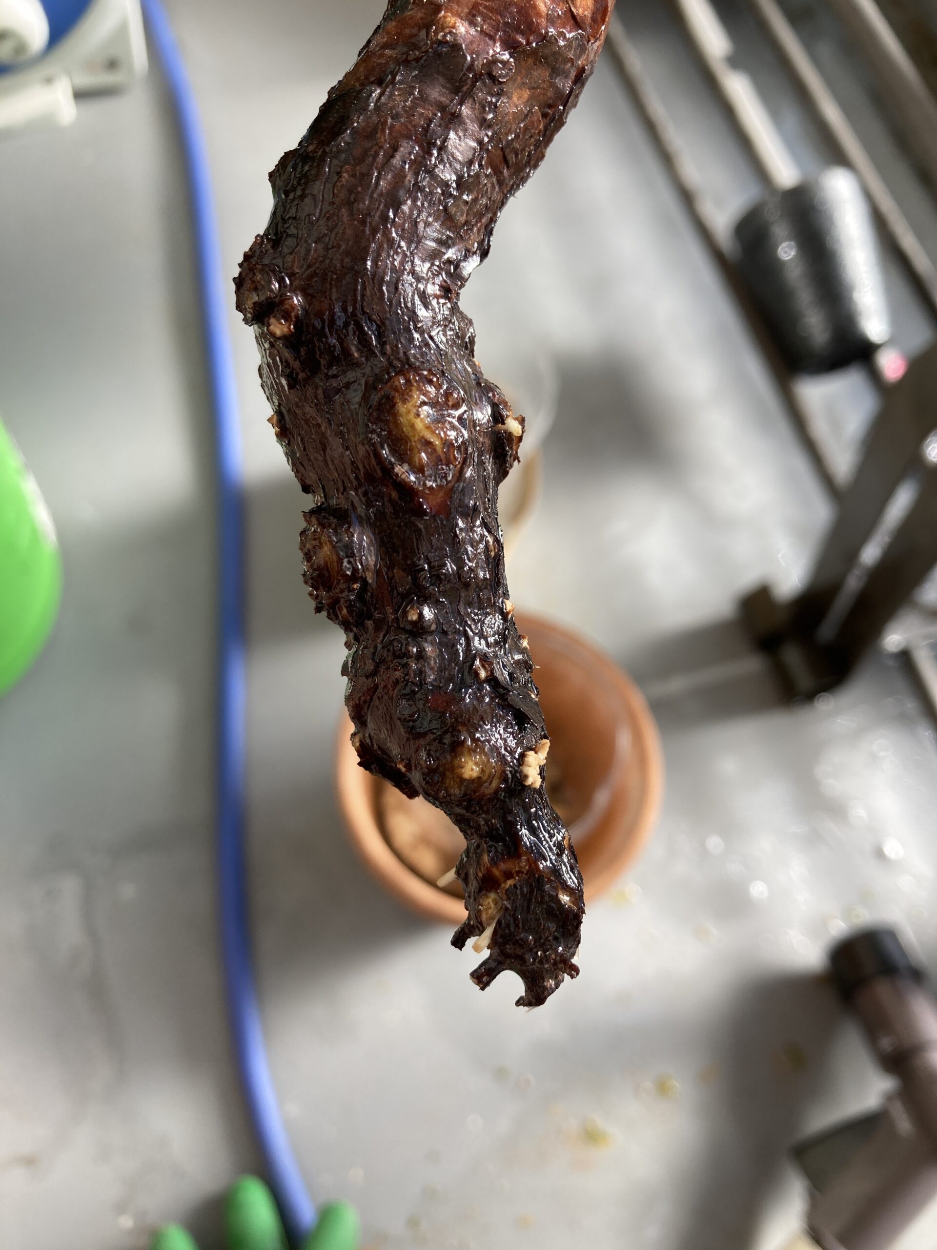 コミフォラ・モンストローサ発根管理（5） | Mi pequeño jardín