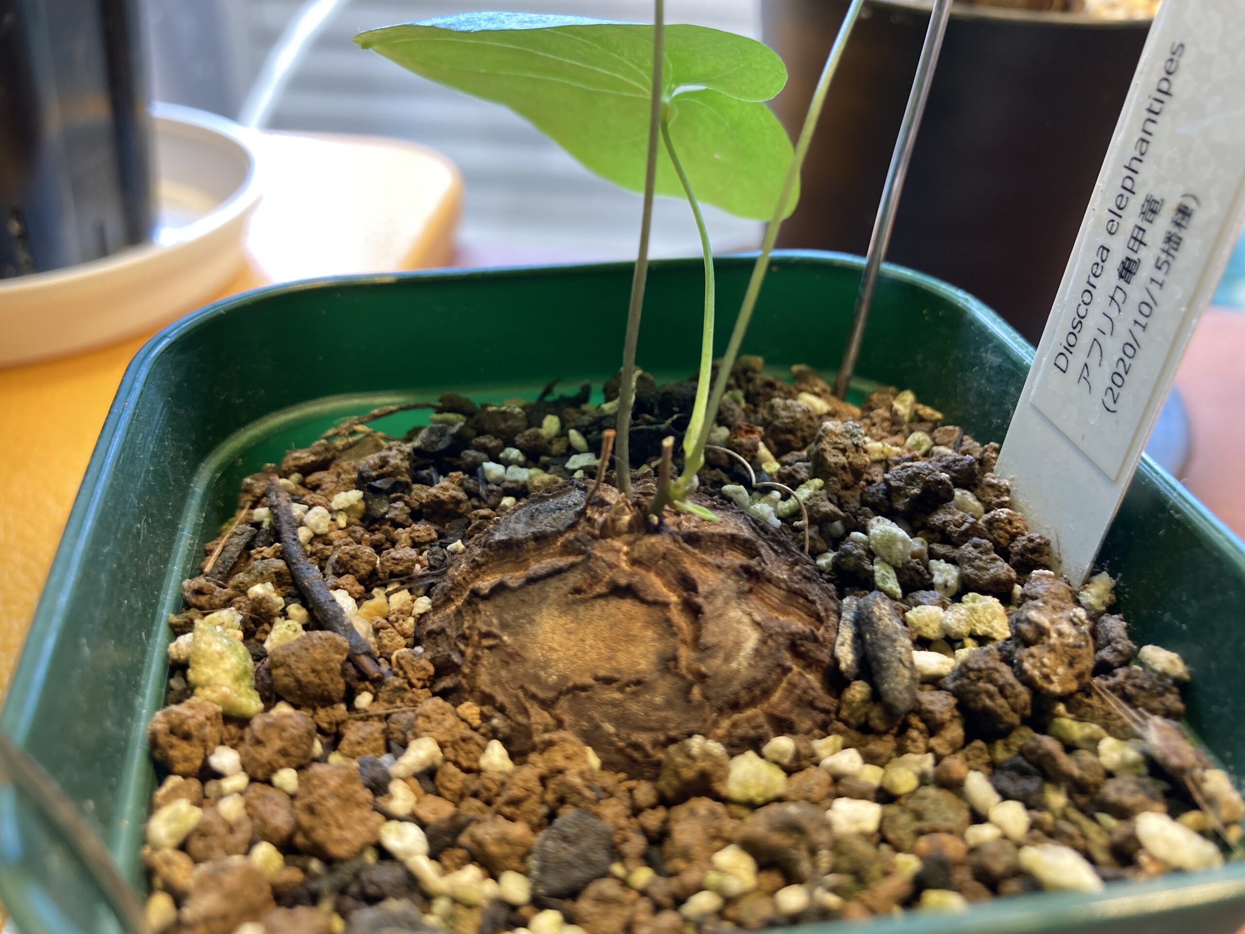 アフリカ亀甲竜実生（11） | Mi pequeño jardín