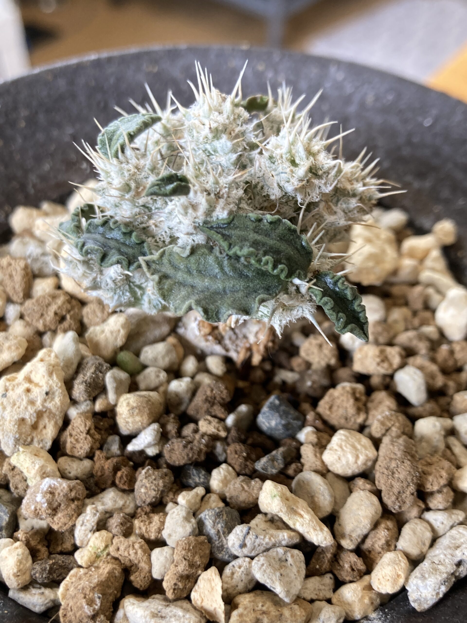 ユーフォルビア トゥレアレンシス① 鉢植えのまま （R177【自社