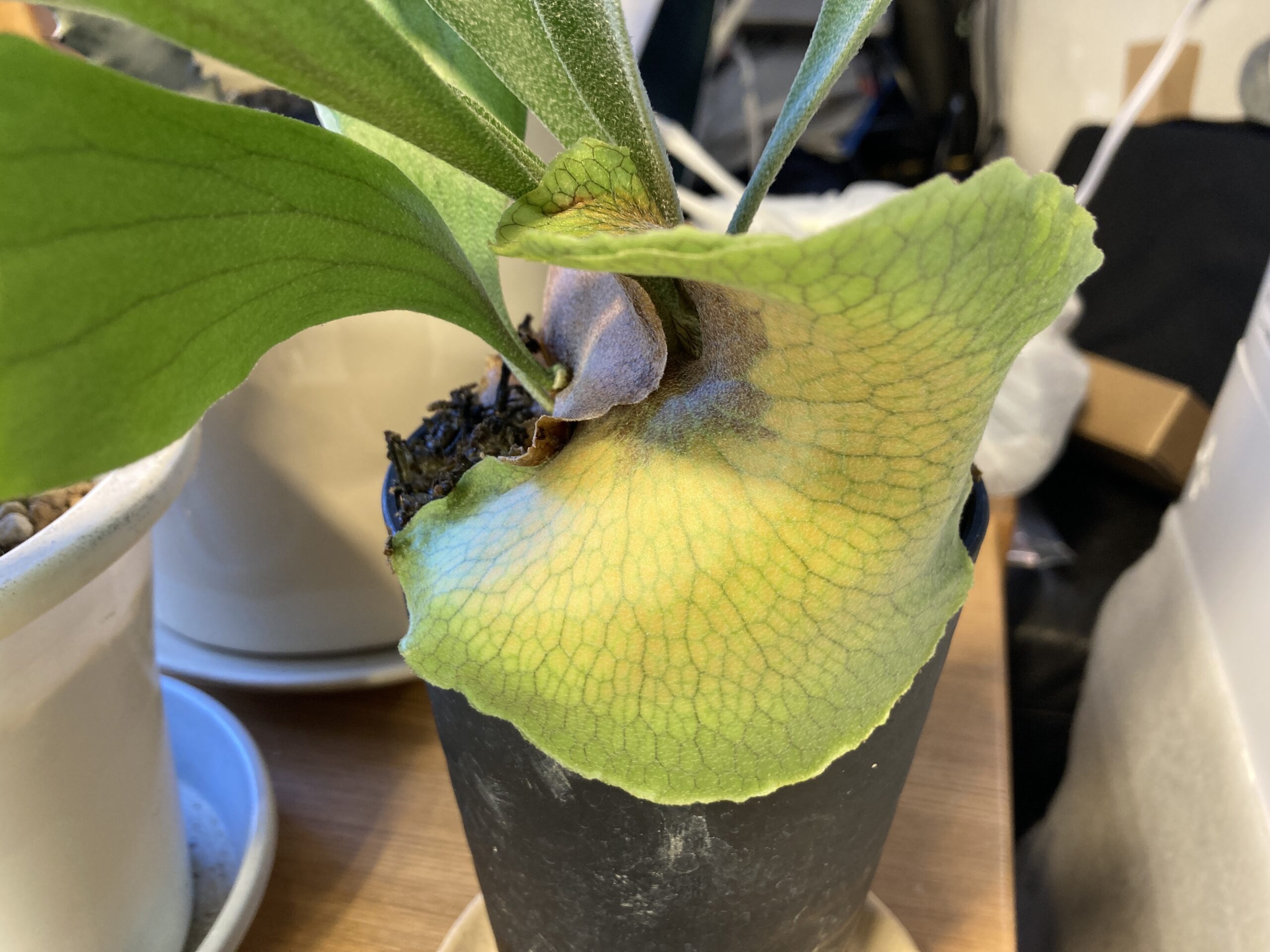 ビカクシダ・ネザーランド、成長記録 | Mi pequeño jardín