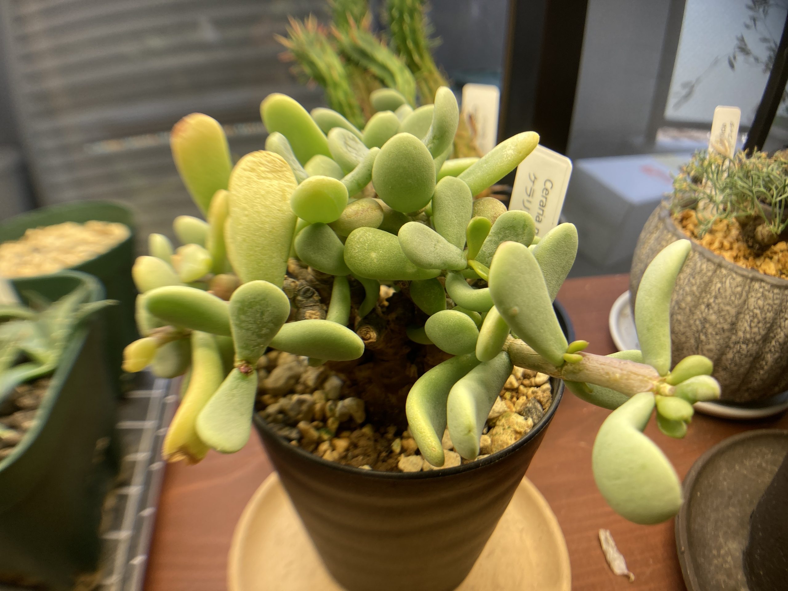 明日の朝まで！美株 発根•発芽済 現地球 ケラリア ピグマエア