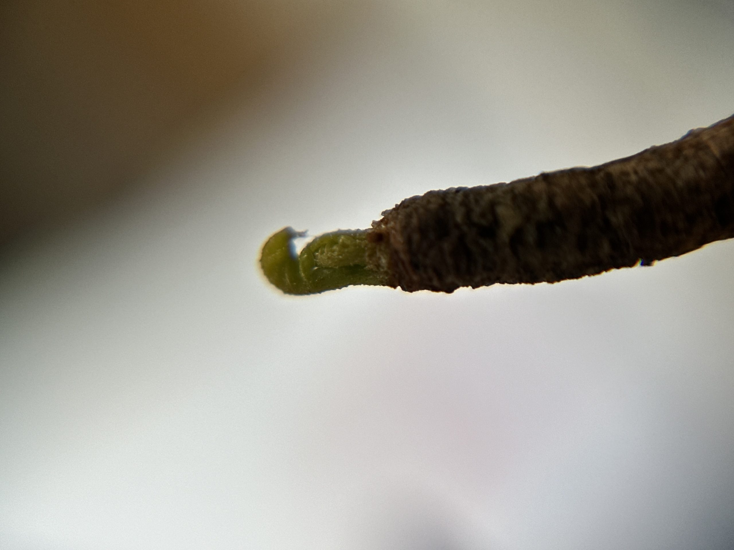 コレクション株】オペルクリアパキプス goujin鉢付き 良型 発根後2年