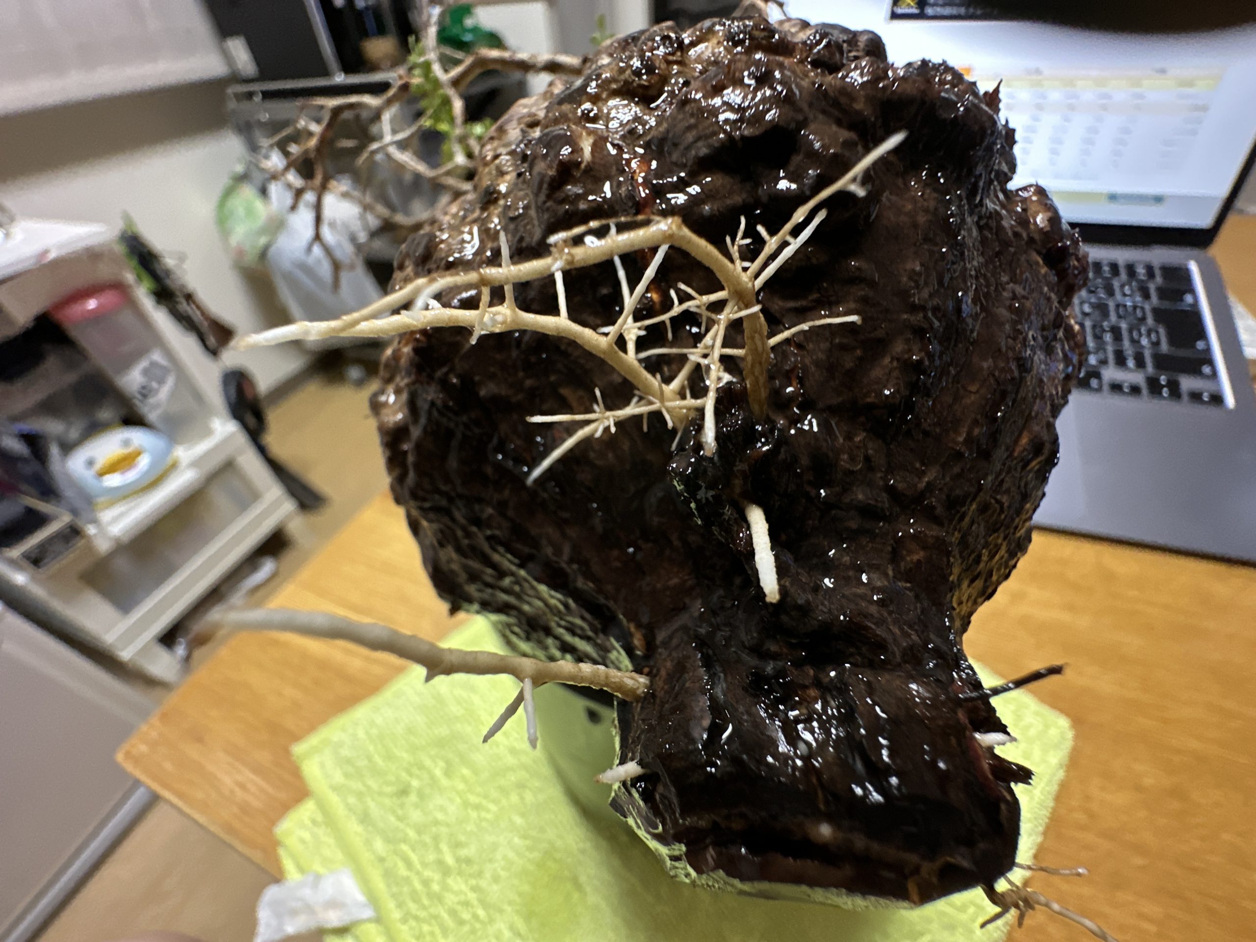 オペルクリアパキプス 極太 良型 塊根植物・コーデックス