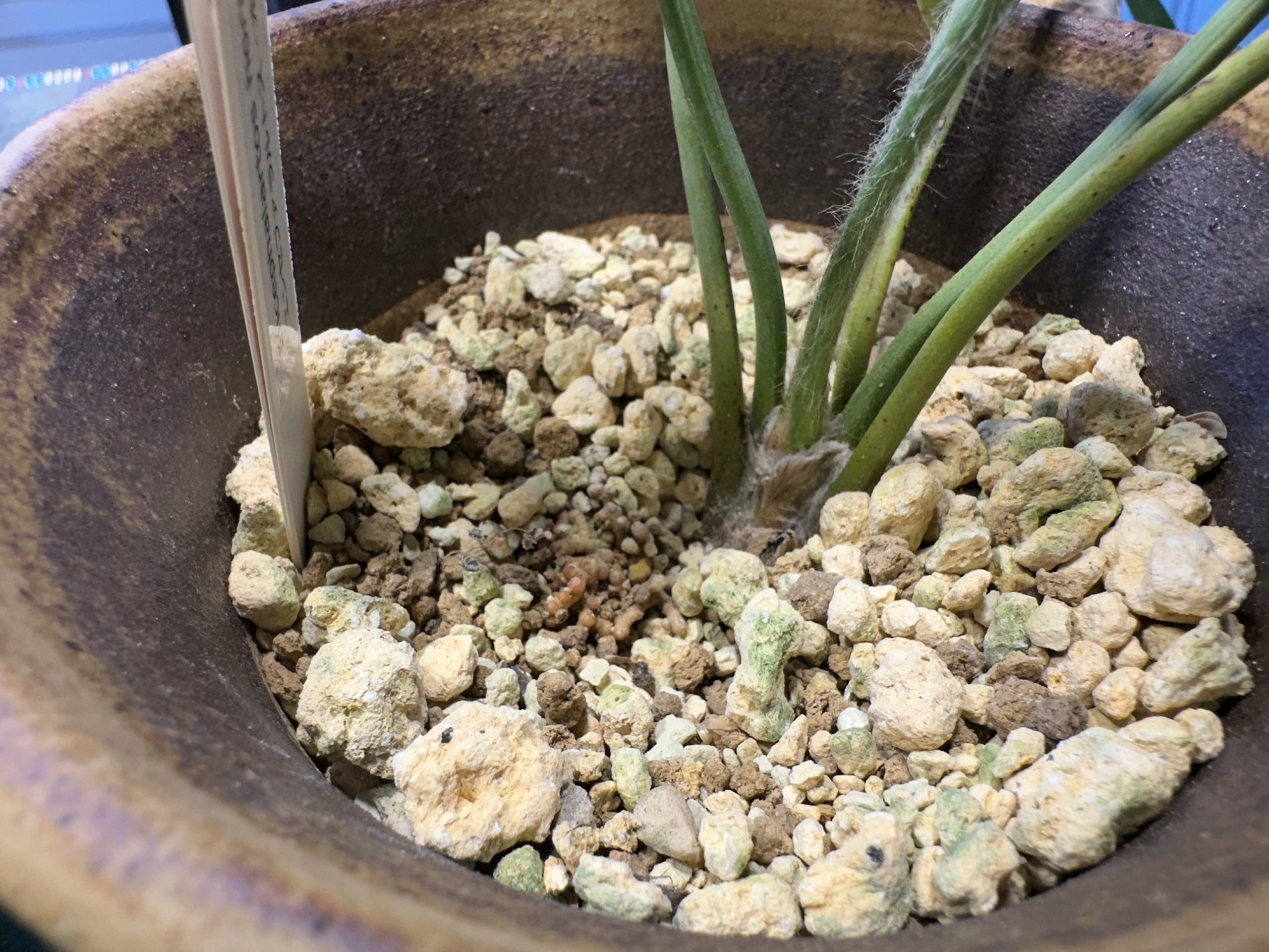 最終値下 エンセファラルトス ホリダス 美形 最終値下 エンセファ