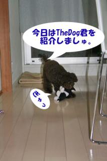 The Dog君でし