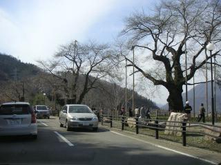 荘川桜