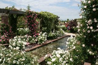 バラまつり（１）