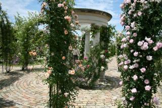 バラまつり（３）