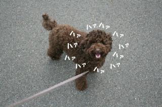 ハァハァハァハァ