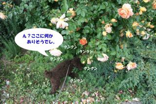 何かありそうでし