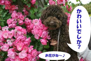 かわいいでしか？