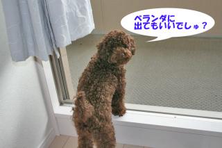 ベランダ出ていい？