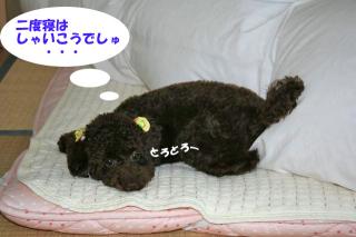 二度寝はしゃいこ～