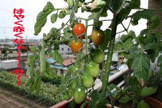 早く赤くな～れ