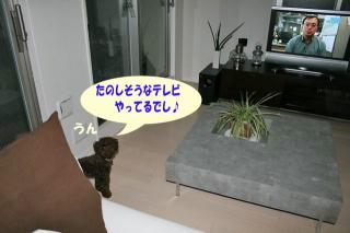 楽しそうなテレビでし♪