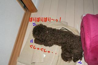 ぼりぼりぼり～