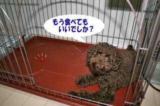 たべていい?