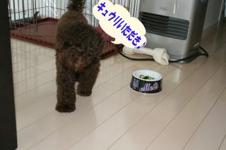 きゅうりゲット～！