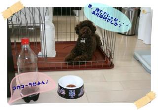 これはなんでしか？