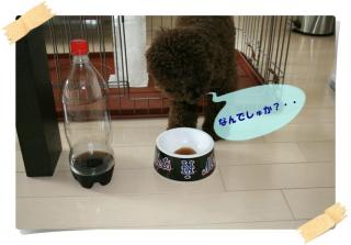 なんでしゅか？・・