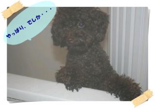 やっぱり、でしか・・・