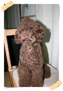 モシャモシャー