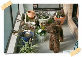 ベランダ巡回でし♪