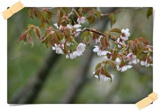 山桜