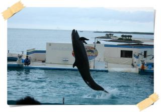 美ら海水族館９