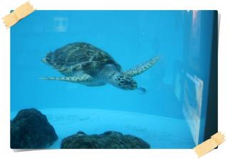 美ら海水族館１１