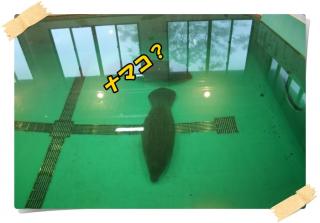 美ら海水族館１２