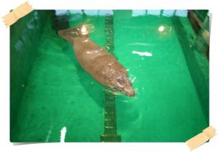 美ら海水族館１３