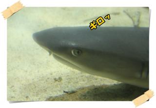 美ら海水族館１５