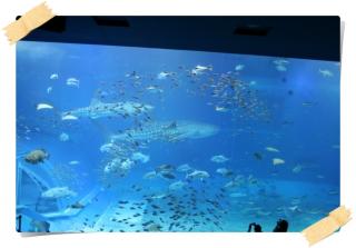 美ら海水族館１８