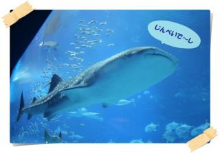 美ら海水族館１９
