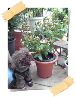 バラ苗＆アンディ