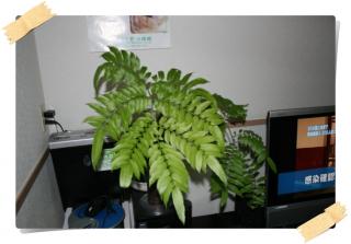 リュウビンタイ(1)