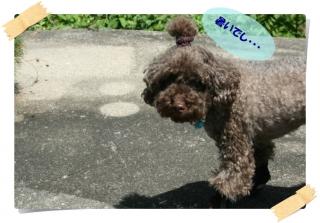 暑いでし。。