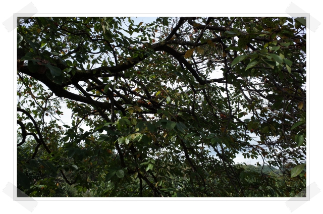 R0016499s