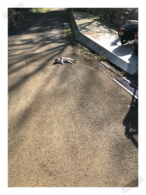 IMG_8761S.jpeg IMG 8761S