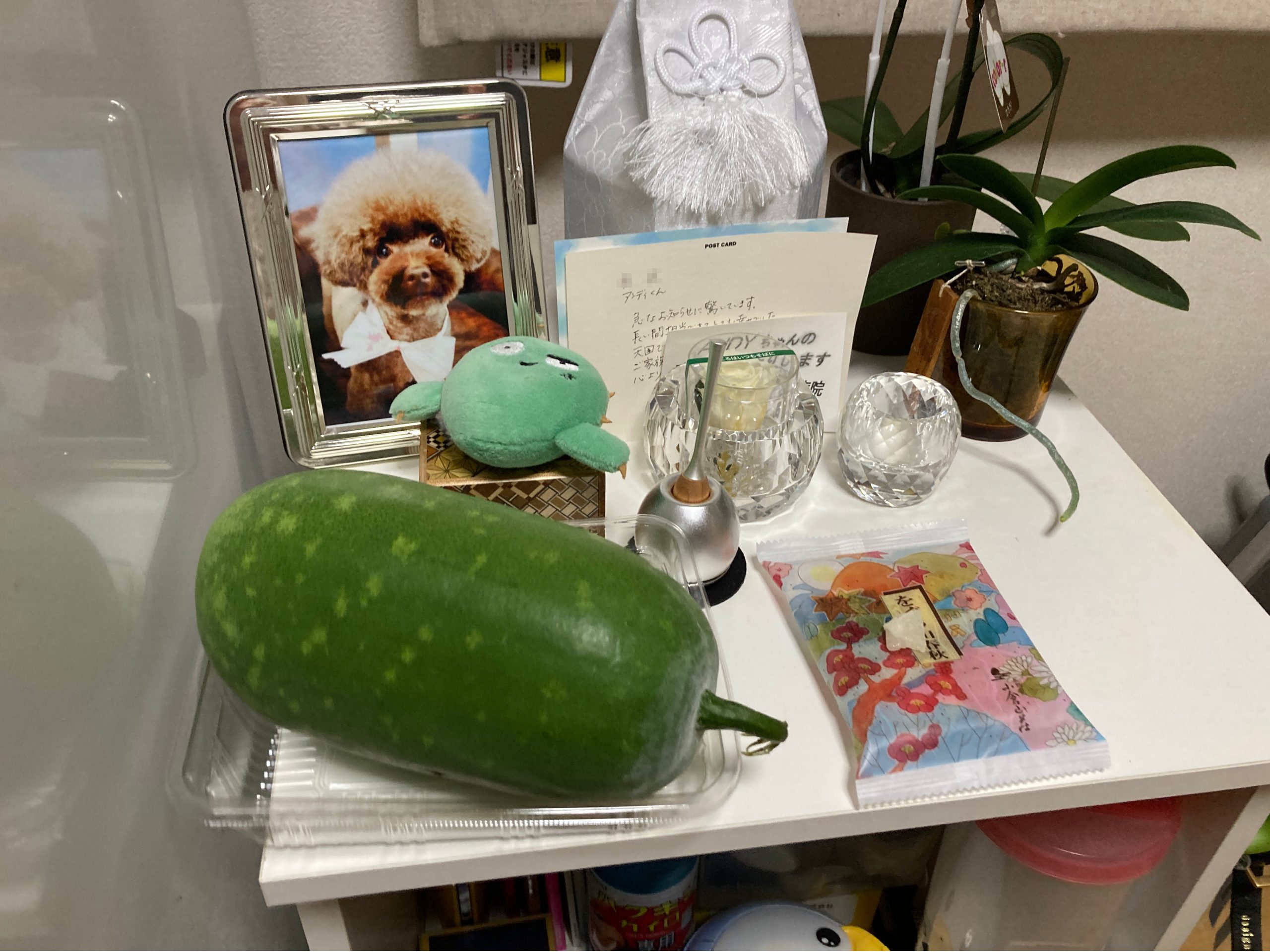 IMG_4033.jpeg IMG 4033